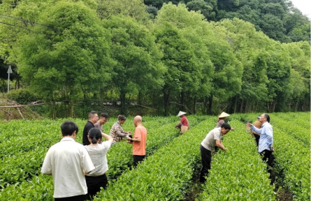 点绿成金 江西上饶农产品激活产业振兴新引擎