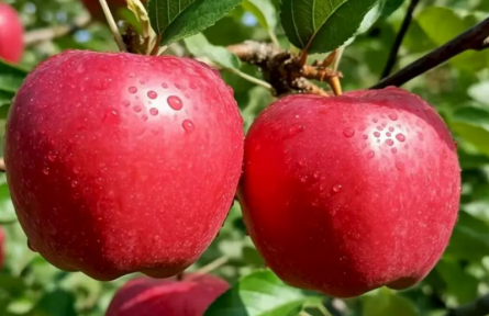 家乡特优农产品大学生推荐官 | 品牌手记㊳：宁脆苹果：来自黄土高原的甜蜜馈赠