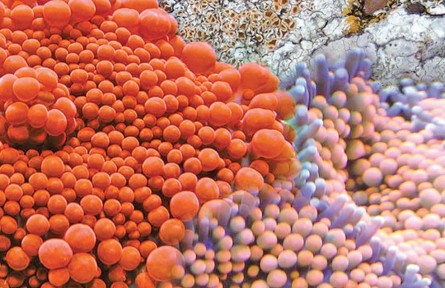 那些令人惊艳的海洋生物