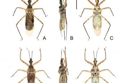 西藏发现新物种