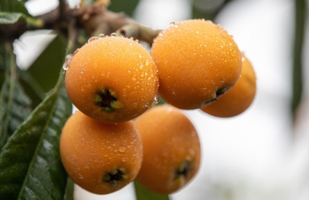 枇杷香甜幸福浓（陈洪）