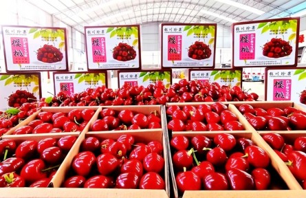 冬日“莓”好搶先嘗！甘肅張家川特色產(chǎn)業(yè)集群成鏈