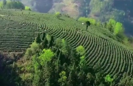 陜西:構(gòu)建現(xiàn)代農(nóng)業(yè)體系 打好產(chǎn)業(yè)鏈建設(shè)硬仗