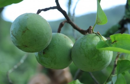 云南广南：“三量并举”激活蒜头果产业发展新动能