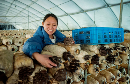 安徽含山运漕镇：小平菇 大产业