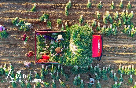 河南新野：收获钢葱