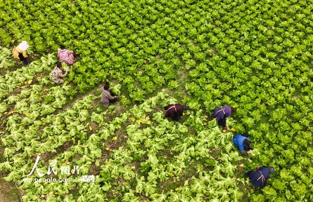 贵州丹寨：采收芥菜