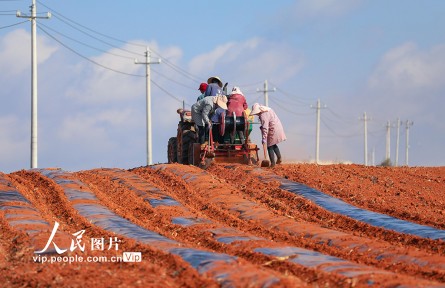 云南陆良：播种小春马铃薯
