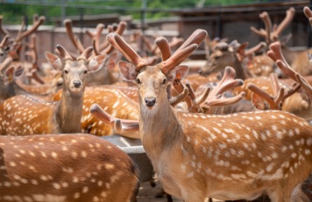 从非遗炮制到智慧养殖，吉林东丰梅花鹿勾勒发展图景