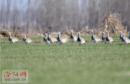 33只珍稀大鸨现身孟津黄河湿地