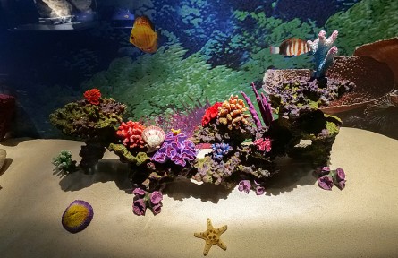 科技名词|珊瑚 coral