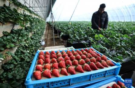 辽宁东港：草莓产销热