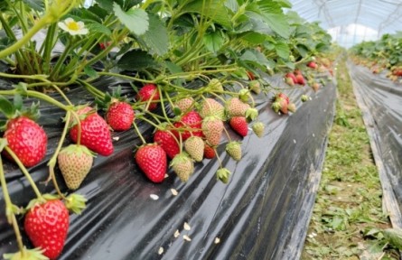 湖南新田：一颗红莓甜了百姓心 多元融合绘就致富景