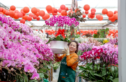 全国十大产区年宵花进京展销