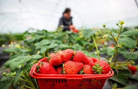 寒冬里的耕耘与希望