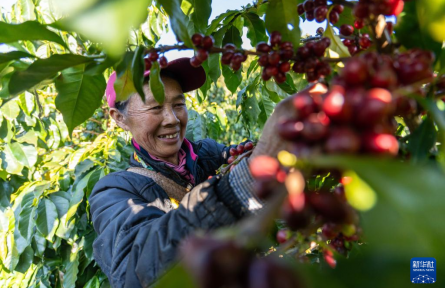 云南临沧：构建咖啡“从种到杯”全产业链