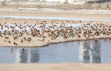 花脸鸭首现兰州秦王川 两千余候鸟集结湿地越冬