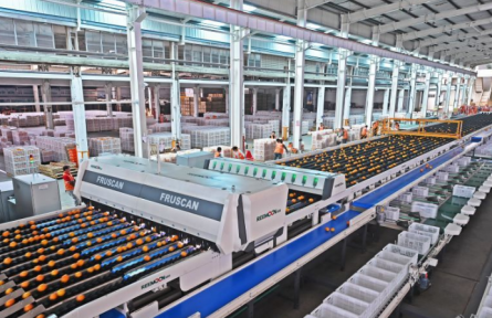 江西赣州：赣南脐橙装上“数字芯” 一颗橙子的智慧旅程