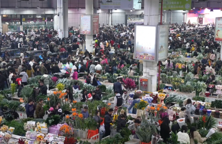 从田间到指尖：云南斗南鲜花“链”动新春