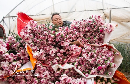 云南曲靖：采收鲜花供市场