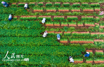 广西宾阳：胡萝卜喜丰收