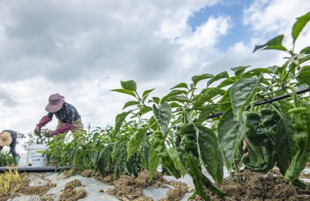 人勤春早 不负春光——立春时节农耕一线见闻