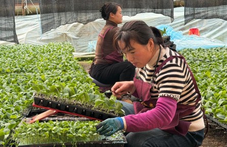 魯西瓜菜嫁接工的忙碌春節(jié)