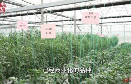 南繁“椒”响曲：一粒种子的致富答卷