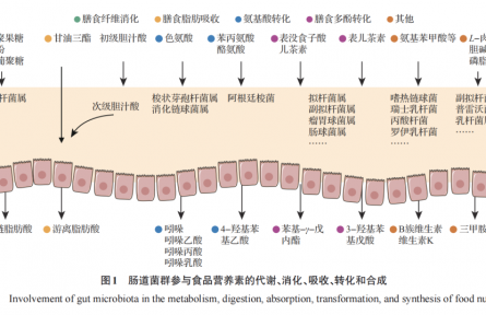 食品科学视角下的肠道微生物组与精准营养研究进展