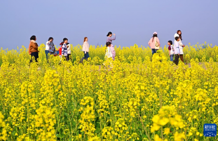 油菜花开春意浓