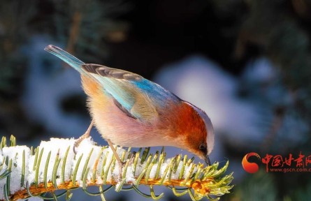 甘肃：雪落祁连遇“精灵” 凤头雀莺舞春光