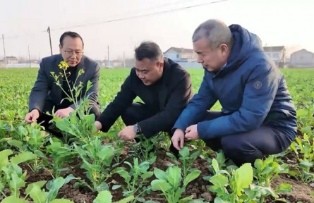 湖北：农技专家下沉一线 助力油菜小麦春管