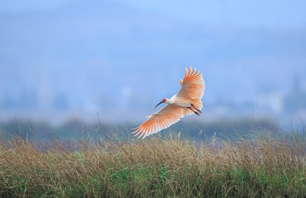 科技名词|濒危物种 endangered species