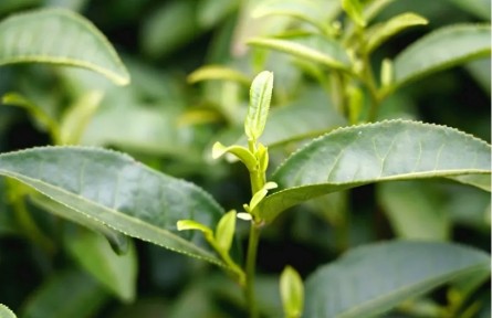 贵州都匀：26.6万亩茶山吐新绿，春茶正式开采！