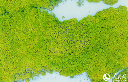 “水上森林”在城区“安家”