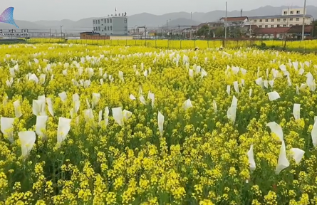 三步实现三倍速——揭秘油菜育种“快”技术