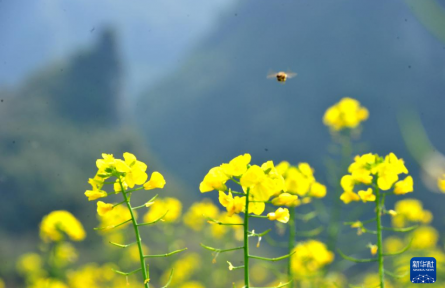 油菜花开春意浓
