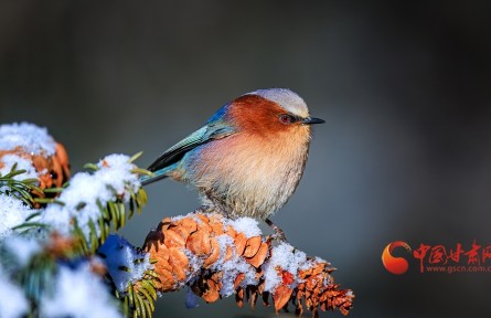 甘肃:雪落祁连遇“精灵” 凤头雀莺舞春光