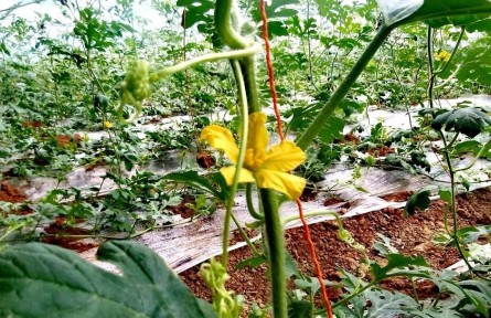 陕西西安蓝田县：大棚春意浓 复工育瓜忙