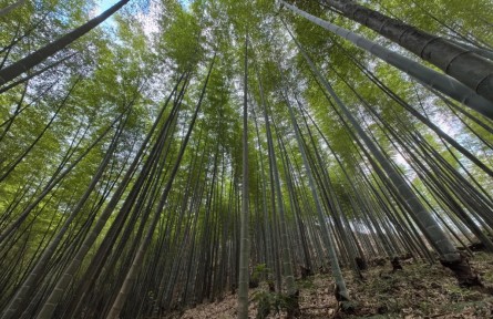 从小城竹林到全球市场：中国“以竹代塑”助推绿色产业发展