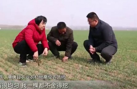 山东：科技壮苗 把小麦延播的损失夺回来