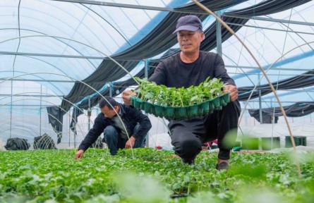 浙江宁波海曙区：瓜苗“争春”移栽忙