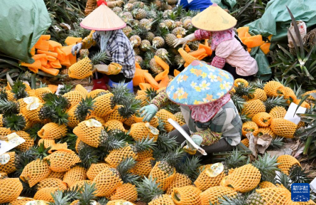 海南：春日凤梨飘香