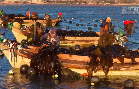 山东荣成：18万亩海带进入间割收获期