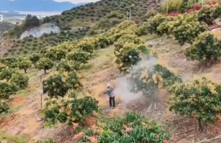 广西百色：深耕“农文旅”融合发展 果农种好“致富果”吃上“旅游饭”