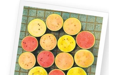 西瓜为何四季甜