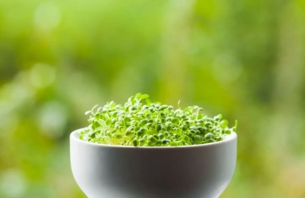 “春吃芽，赛过肉”！这5种春芽，疏通肝气、健脾和胃