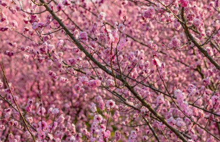 陕西西安：半壁粉霞 半壁翠微