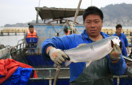 浙产三文鱼即将“游”上餐桌