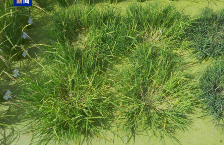 我国科学家培育出多年生“长寿水稻”